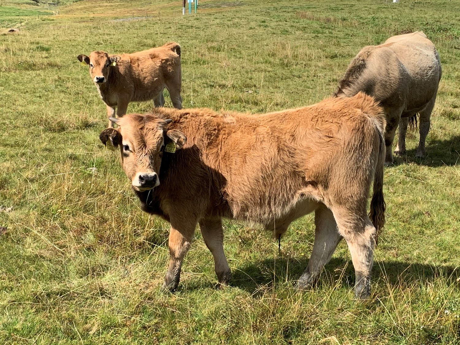 Agriculteurs en détresse : le Sénat lance une consultation en ligne

