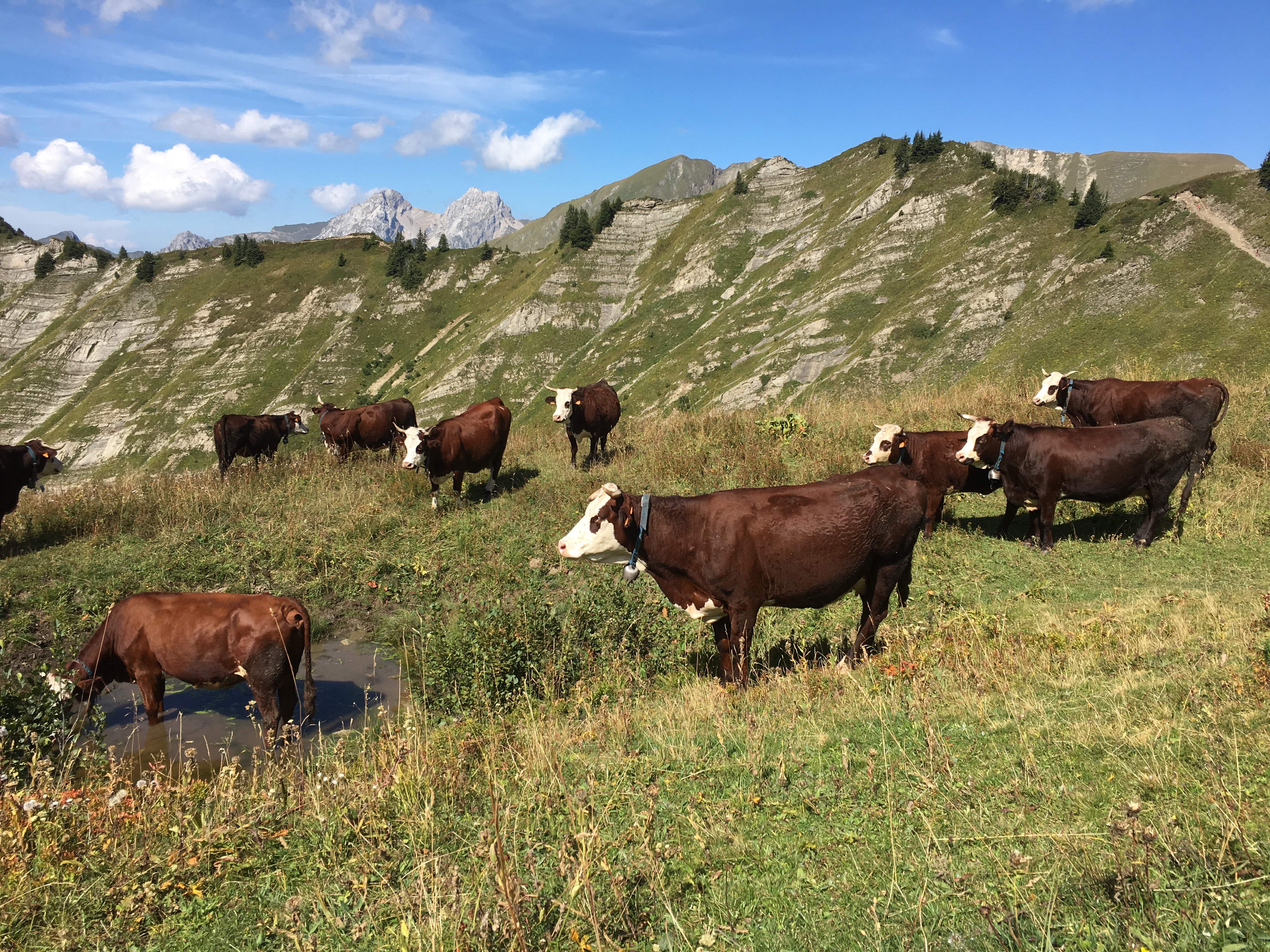 Élevage bovin viande français : économie de marché ou durabilité ?
