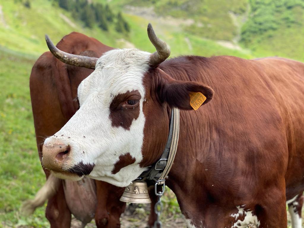 Pour une politique courageuse de lutte contre la brucellose

