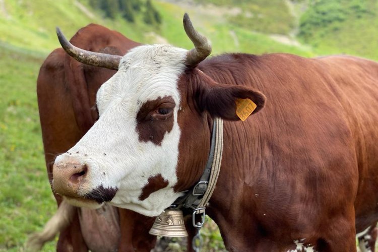 Pour une politique courageuse de lutte contre la brucellose
