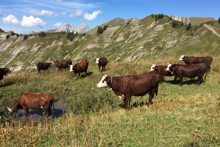 Élevage bovin viande français : économie de marché ou durabilité ?
