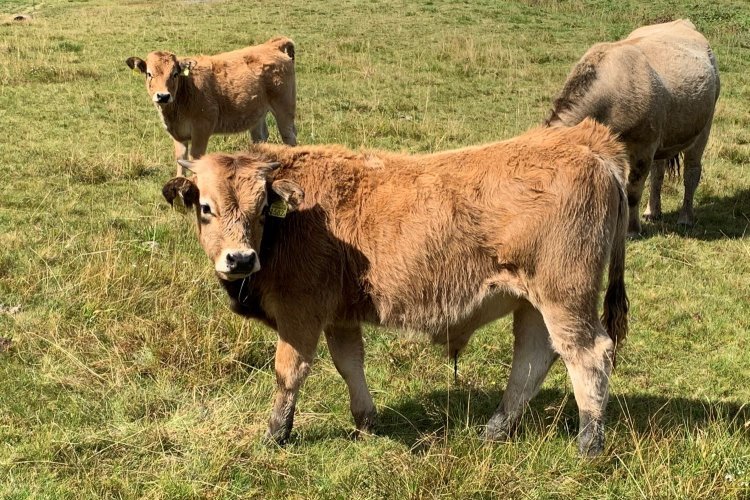 Agriculteurs en détresse : le Sénat lance une consultation en ligne
